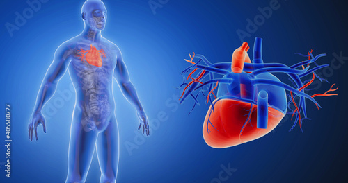 Heart, circulatory system x-ray style, internal organs 3D render, anatomy of the human body, blue background