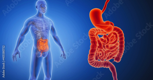 Intestines, large intestine, small intestine, intestinal tract, bowels x-ray style, internal organs 3D render, anatomy of the human body, blue background