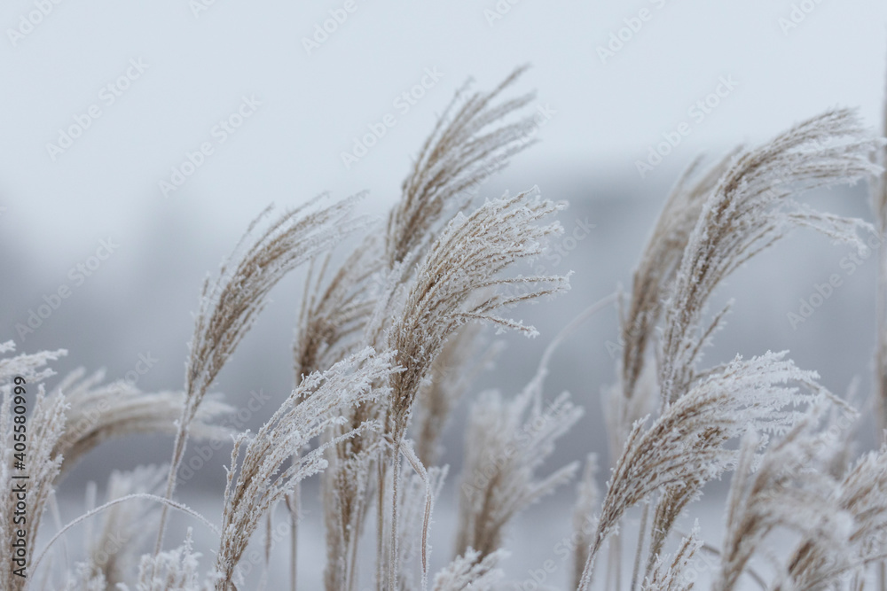 Fototapeta premium Frozen ears of grass covered with hoarfrost in winter against blurred background