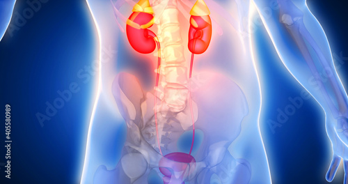 Kidneys, adrenal glands, genitourinary system, body scan, joint, medical screen 3D render, human anatomy, computer anatomy, body skeleton, X-ray scan photo