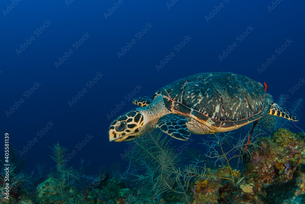 A hawksbill turtle on the reef in Grand Cayman. This guy loves to eat sponge