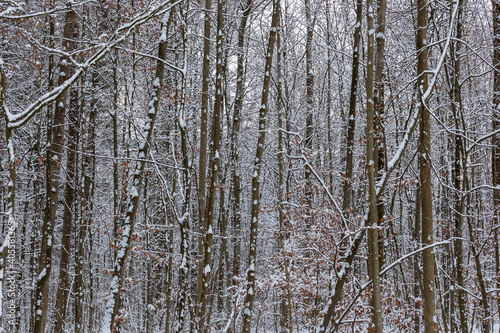 Pattern of snow covered trees and beech branches in winter in a forest