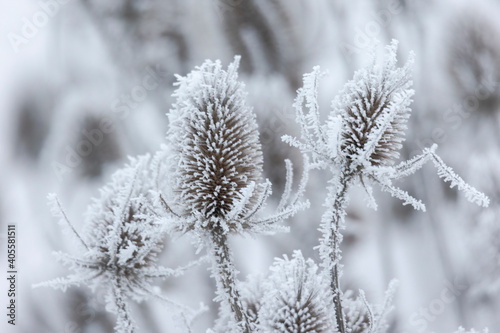Snow covered dried remains of flower umbels in winter against blurred background