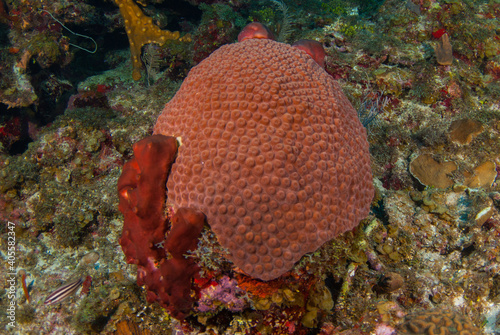Star coral on the reef in Grand Cayman. This colony is red which stands out against the background