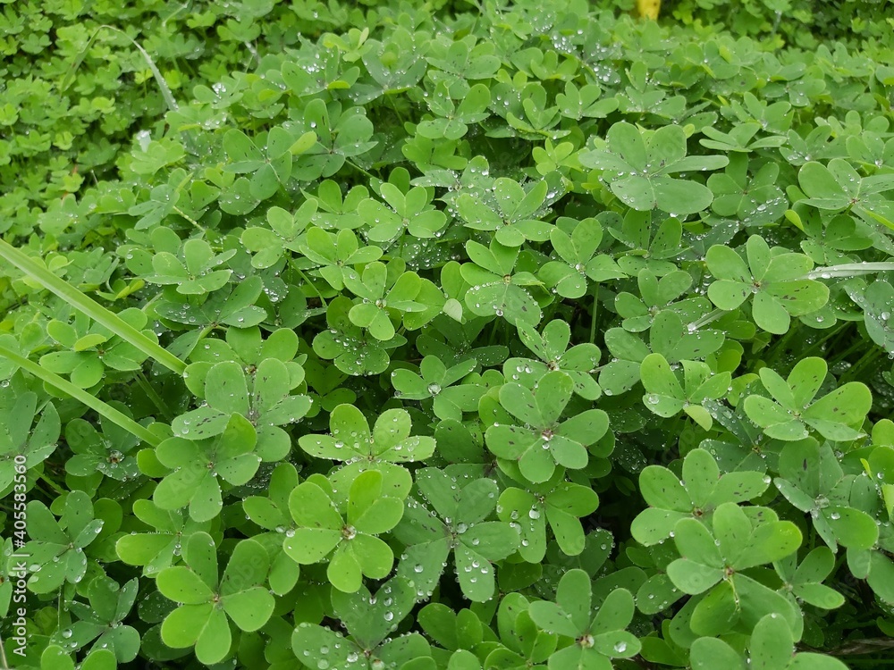 Fototapeta premium green leaves background