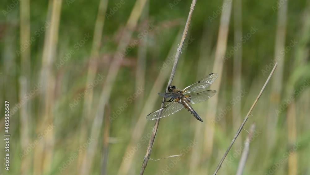 large dragonfly sitting on a branch is struggling with the wind large dragonfly sitting on a branch is struggling with the wind