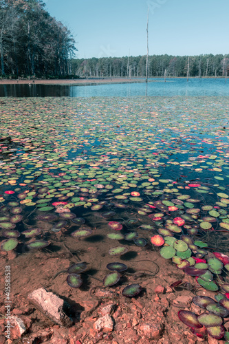 Lilly pads on the surface of Pinewoods Lake in Mark Twain National Forest. In the distance, dead tree trunks breach the surface of the water