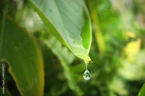 drop on green leaf