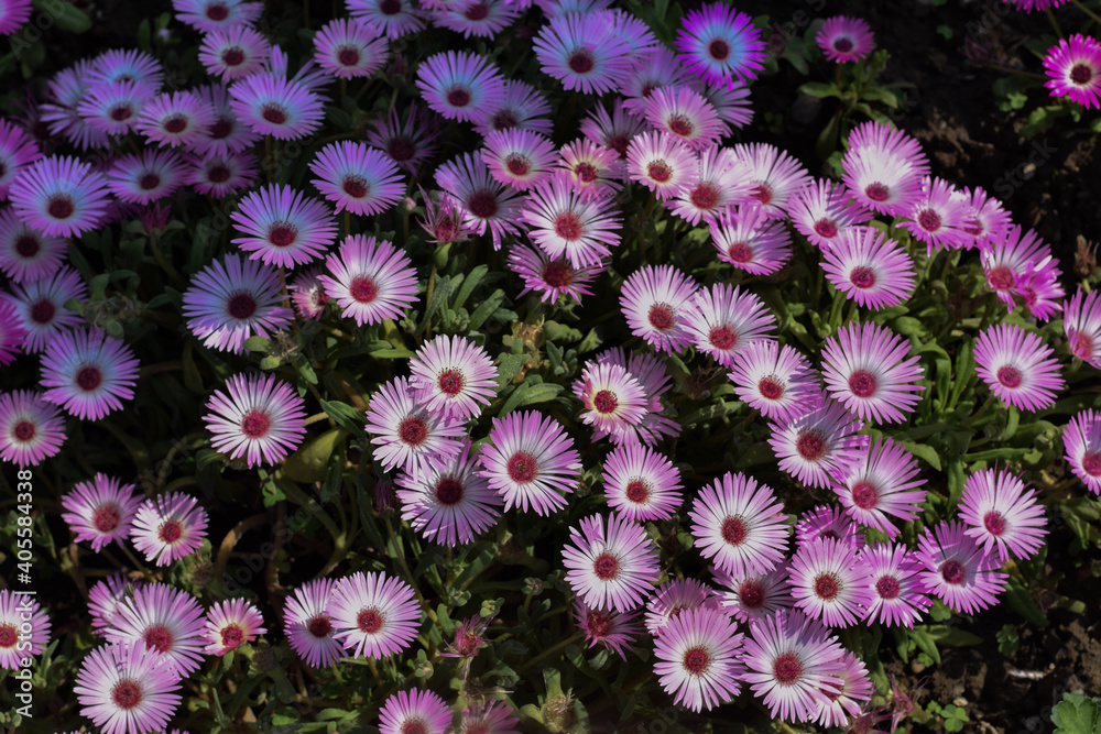 Pink Livingstone daisy or ice plant or Cleretum bellidiforme flowers Pink Livingstone daisy or ice plant or Cleretum bellidiforme flowers