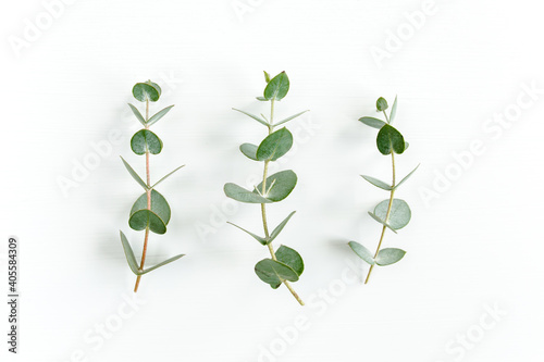 Green leaves eucalyptus isolated on white background. Flat lay  top view.