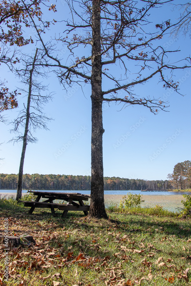 A Picnic table under a tree near Pinewoods Lake in Mark Twain National Forest
