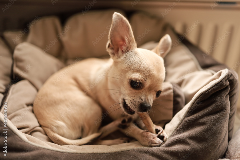 Closeup portrait of small funny beige mini chihuahua dog, puppy laying in dog bed with bone