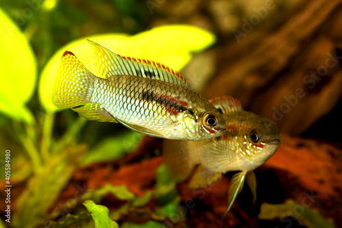 Dwarf Cichlid Flag Acara Aquarium Fish Laetacara curviceps