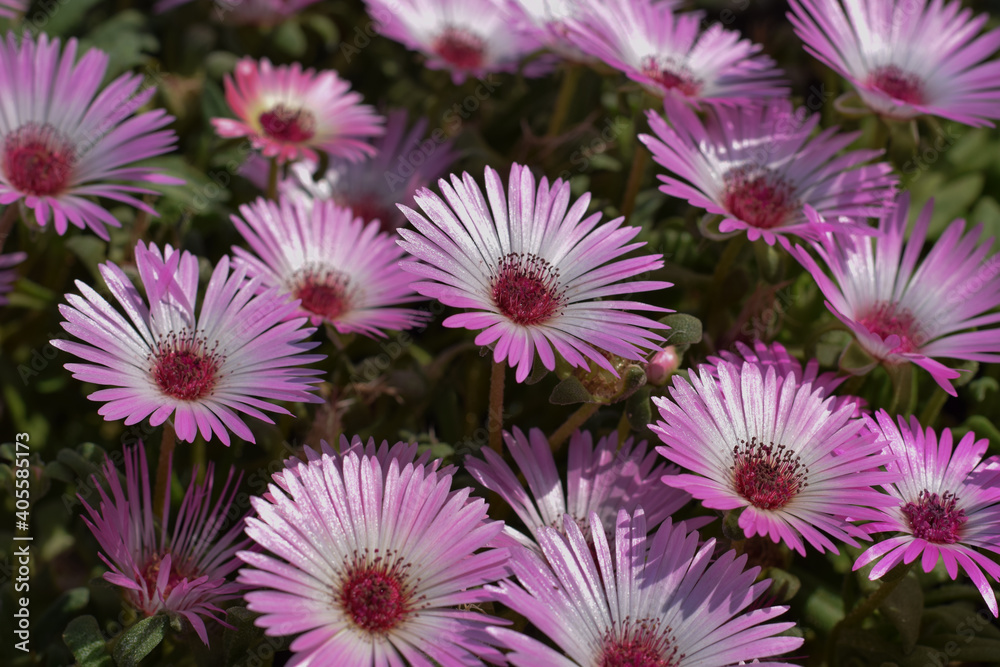 Pink Livingstone daisy or Cleretum bellidiforme in full bloom Pink Livingstone daisy or Cleretum bellidiforme in full bloom