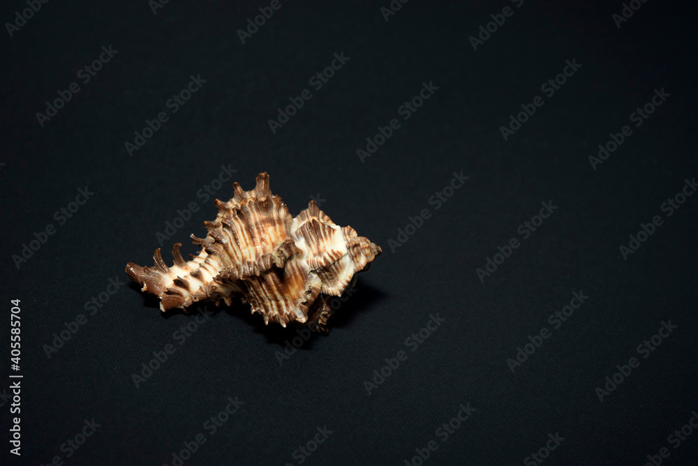 Large sea shell of gastropods on a black background. Large sea shell of gastropods on a black background.