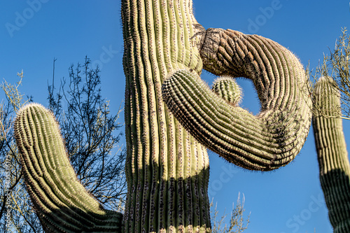 The twisted arms of a saguaro cactus (Carnegiea gigantea) in the harsh midday sun photo