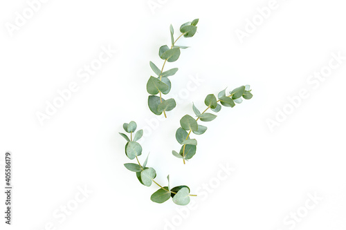 Green leaves eucalyptus isolated on white background. Flat lay  top view.