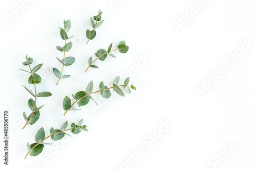 Green leaves eucalyptus isolated on white background. Flat lay, top view.