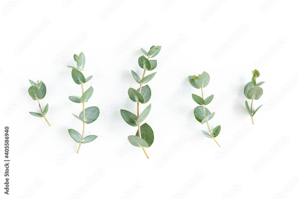 Green leaves eucalyptus isolated on white background. Flat lay, top view.