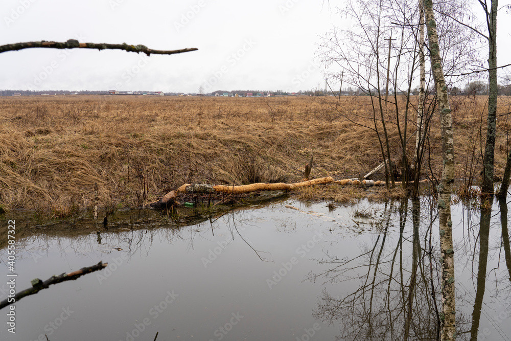 trees felled by beavers on rivers and streams trees felled by beavers on rivers and streams