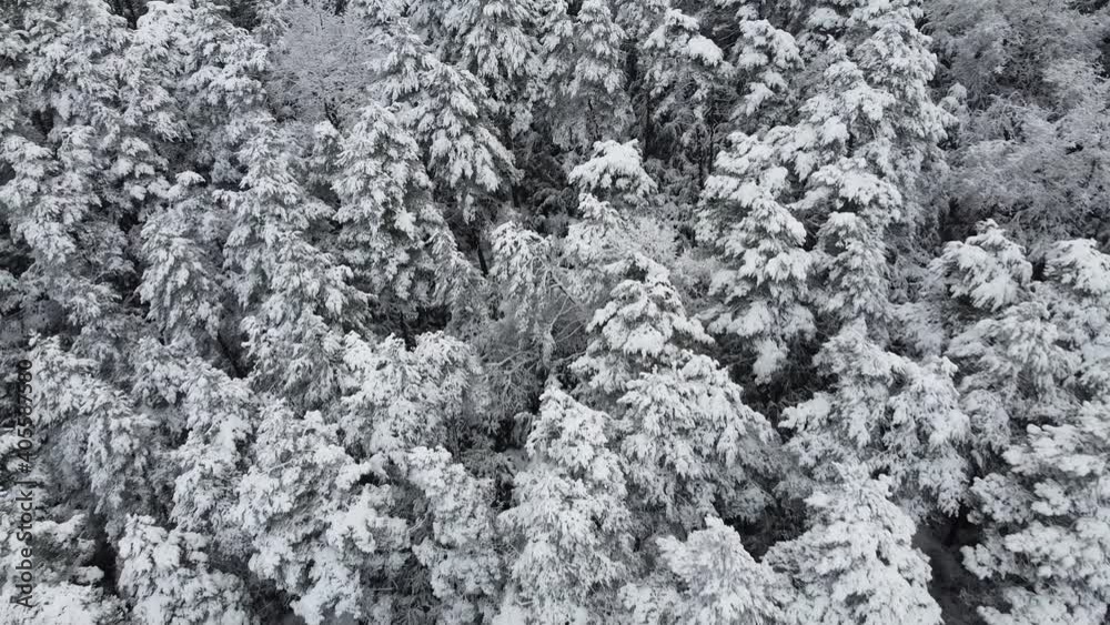 Snowy pine forests. Beautiful winter landscape in the Navarrese Pyrenees. Snow on the treetops in aerial view. Snowy pine forests. Beautiful winter landscape in the Navarrese Pyrenees. Snow on the treetops in aerial view.