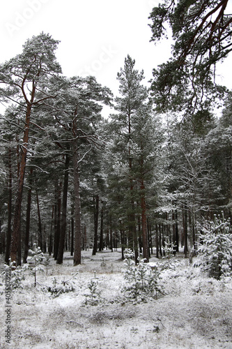 Fototapeta Naklejka Na Ścianę i Meble -  beautiful winter pine tree forest