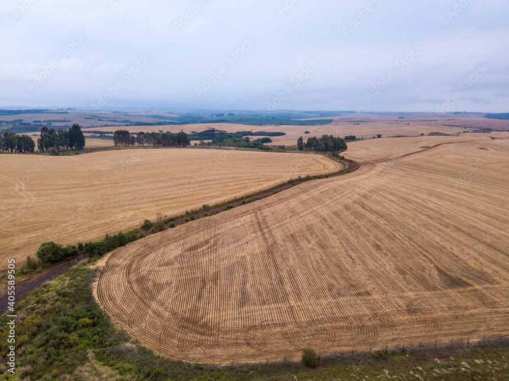 Obraz premium Drone aerial view of beautiful farm field cultivated with soybean in rural area of Paraná state, Brazil, on fog summer day. Concept of agriculture, farming, ecology, food, work, economy, industry.
