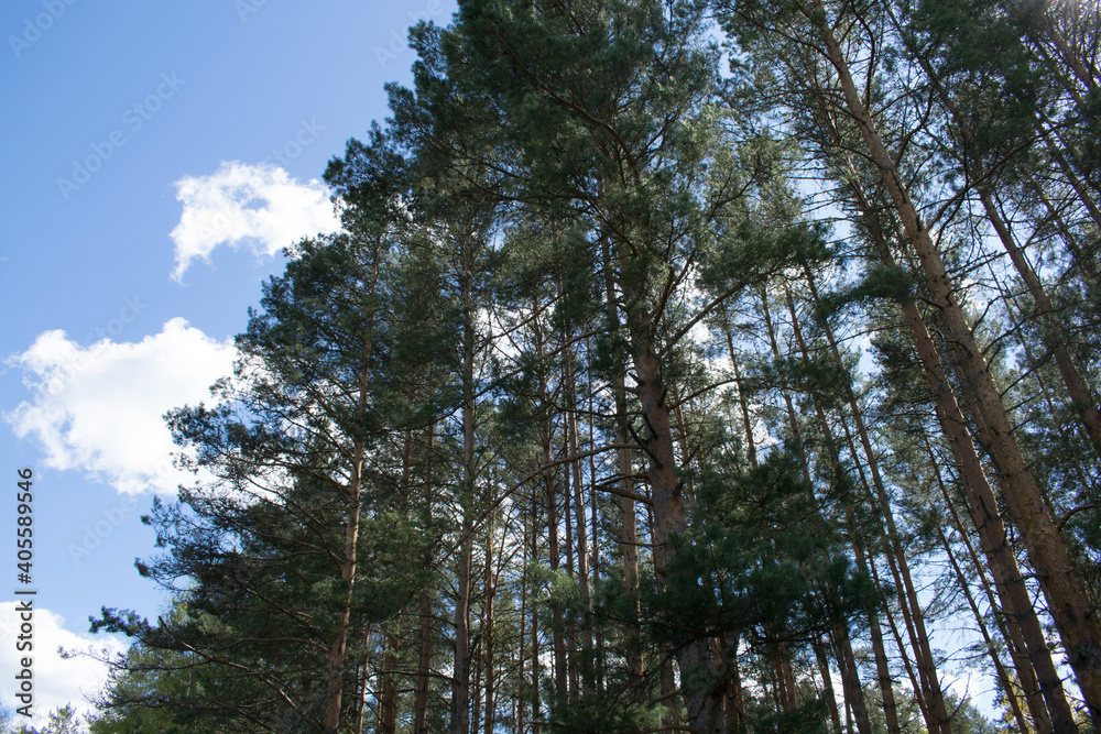 pine trees in the woods