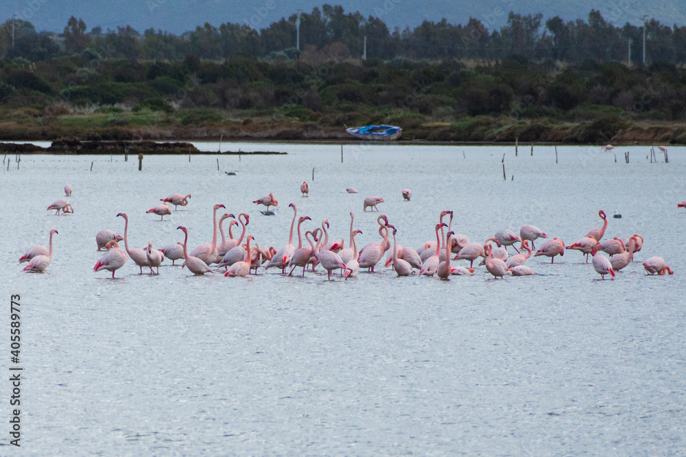 group of pink flamingos in the pond