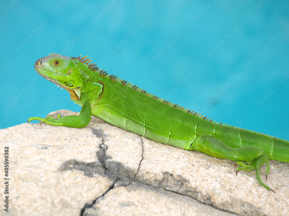 Fototapeta premium Iguana on the rocks