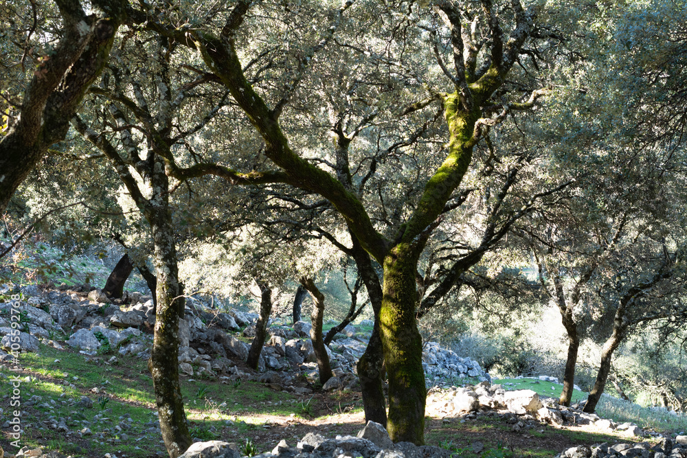 Fototapeta premium Bello paraje de la sierra de cadiz epaña