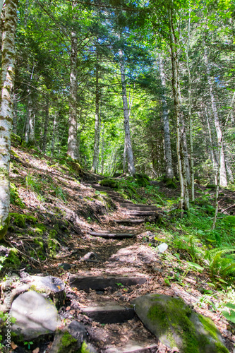 Path in the middle of the forest