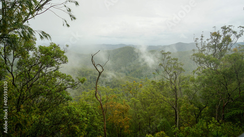 Misty morning view over the tree covered mountains © Silky Oaks