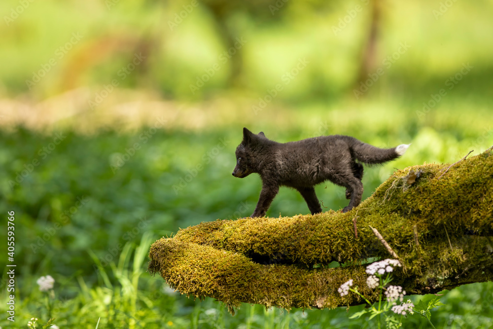Fototapeta premium Red fox, vulpes vulpes, small young cub in forest on moss stump. Cute little wild predator in natural environment. Wildlife scene from nature