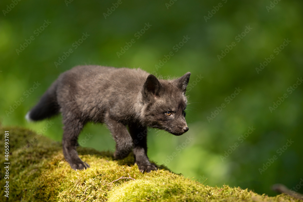 Fototapeta premium Red fox, vulpes vulpes, small young cub in forest on moss stump. Little wild predator in natural environment. Wildlife scene from nature