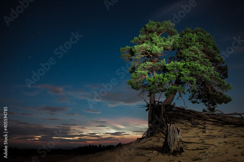 An old pine tree on a sandy meadow - night landscape.