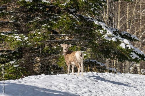 Close-up one young Bighorn Sheep lamb standing in the snowy forest. Banff National Park in October  Mount Norquay  Canadian Rockies  Canada.