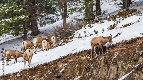 A group of young Bighorn Sheep foraging on the snowy rocky mountain hillside. Banff National Park in October, Mount Norquay, Canadian Rockies, Canada.