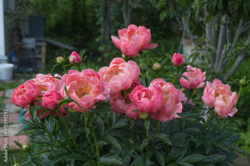 Fototapeta Naklejka Na Ścianę i Meble -  Herbaceous peony Coral charm in flowers garden