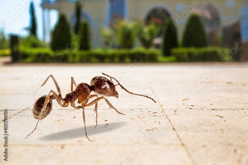 Small ant worker walking on the road