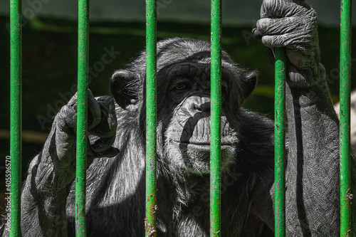 portrait of an old chimp mokey behind bars photo