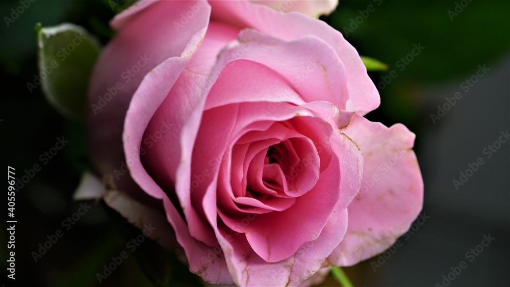 Nature Picture Pink Red Bloom Flower Valentine Love Nature Picture Pink Red Bloom Flower Valentine Love