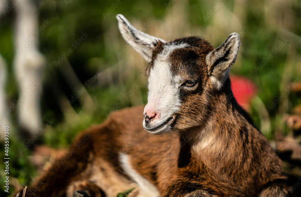 Baby goat kid ruminates, goats lying in lawn 