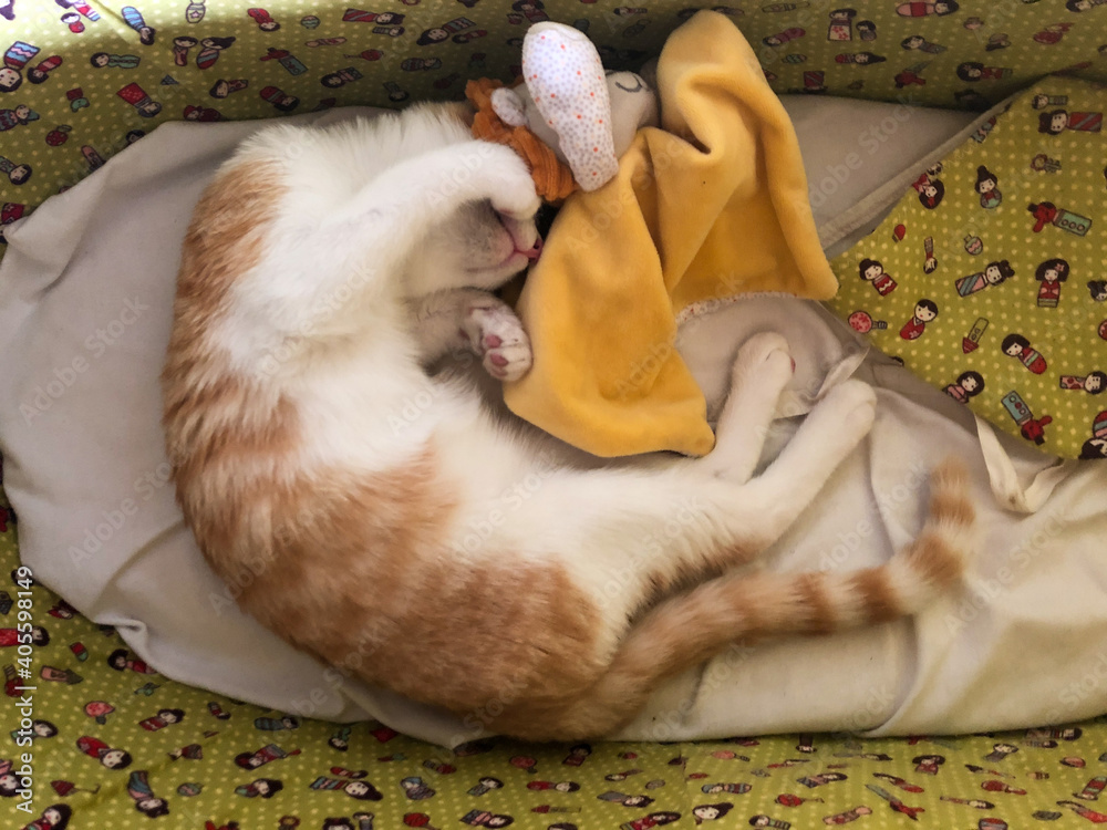 Gato durmiendo en cuna de bebé. Cat sleeping in baby's crib Gato durmiendo en cuna de bebé. Cat sleeping in baby's crib