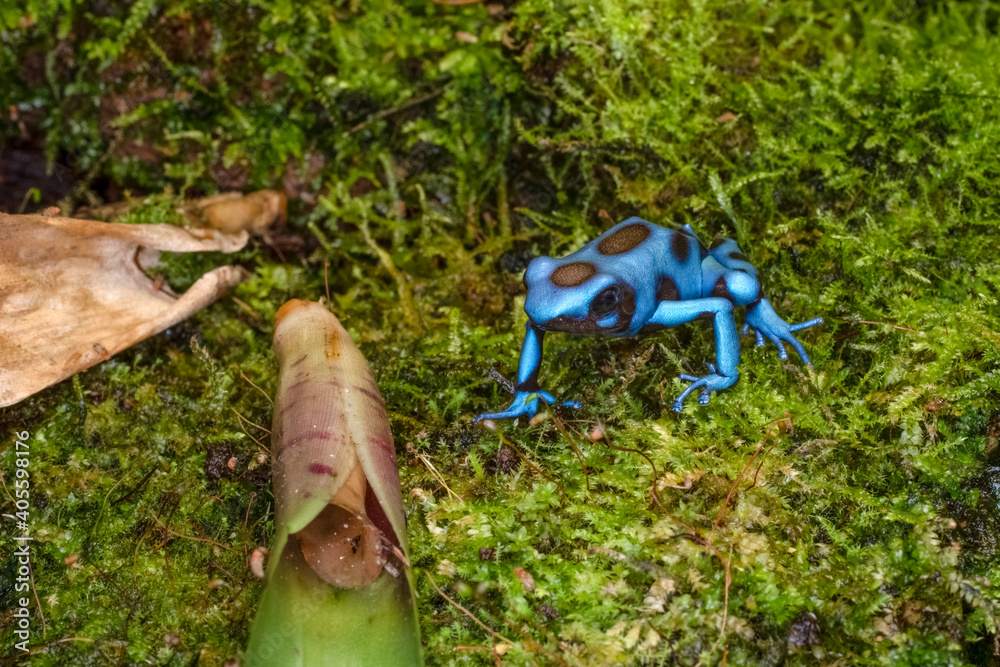 Dendrobates auratus el cope is a species of poison dart frog native to