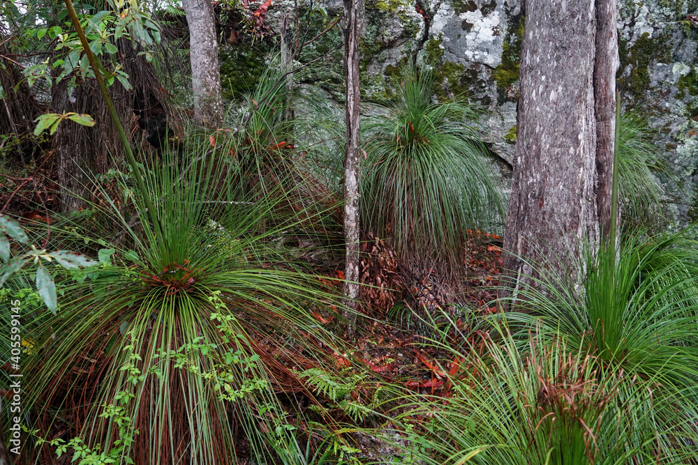 Grass trees in a forest with orange leaves on the ground and rock wall in the background.
