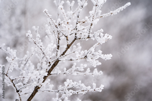 Beautiful rime ice covering dead branches in winter, taken in Minnesota © MelissaMN