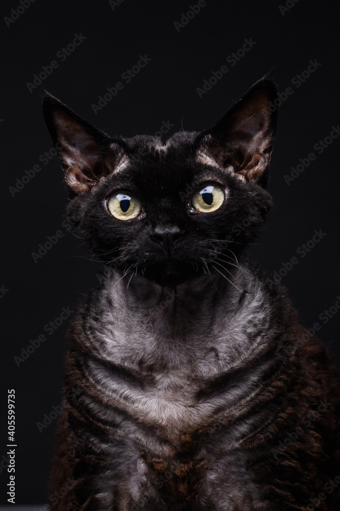 black cat devon rex on a black background black cat devon rex on a black background