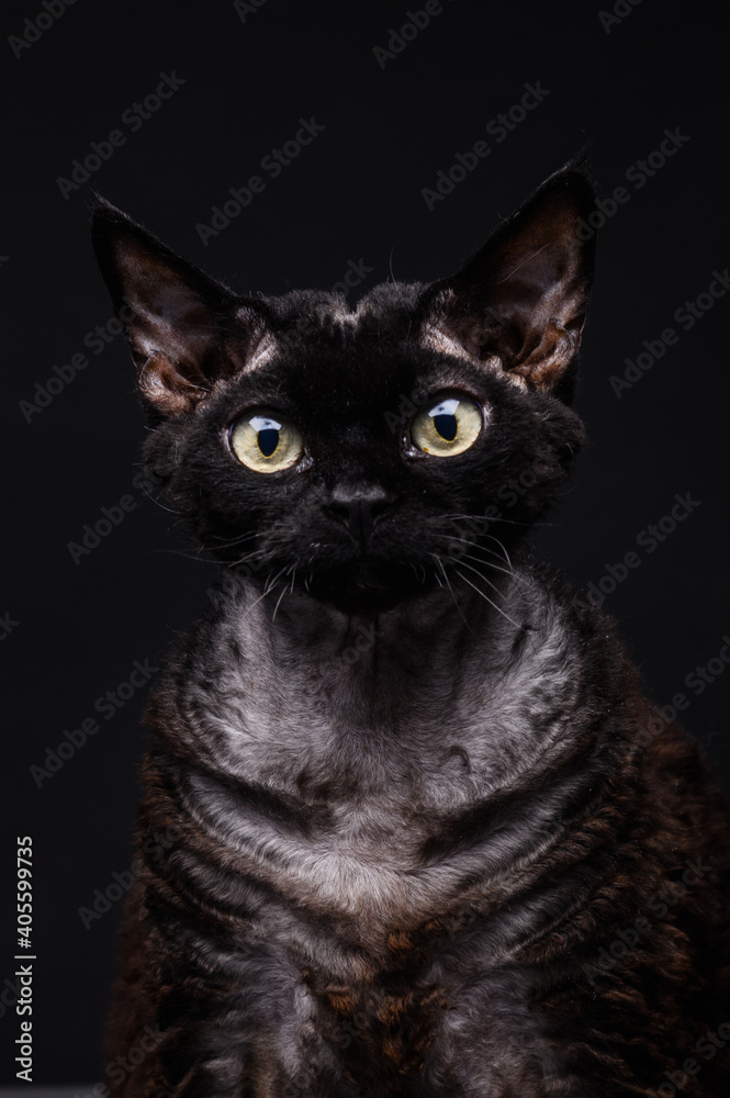 black cat devon rex on a black background