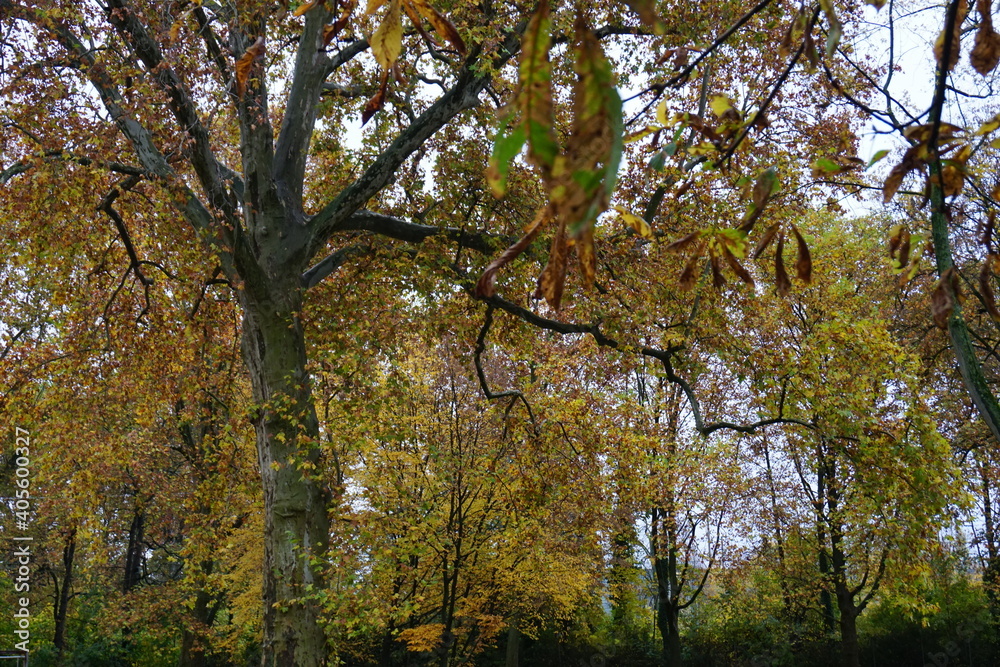 autumn in the park autumn in the park